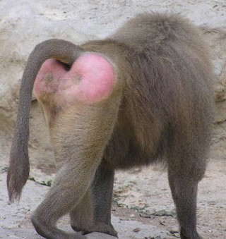 Baboon-pink-butt